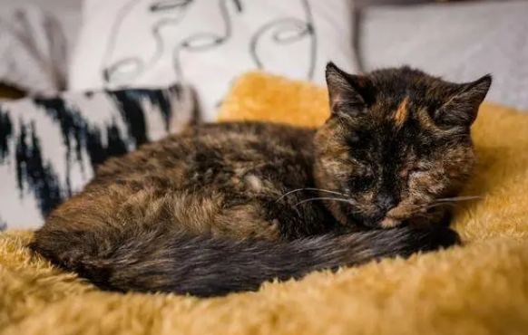 世界上最老的猫咪 世界上最老的猫咪