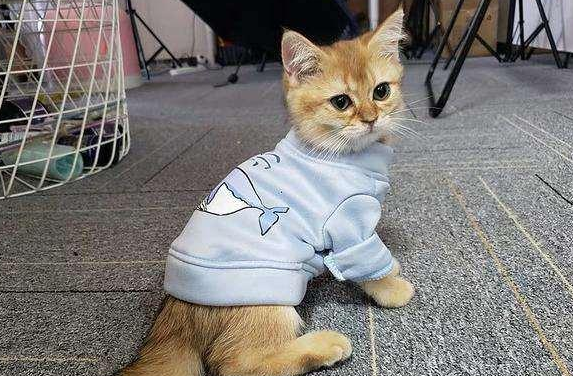 猫咪要穿睡衣睡觉吗