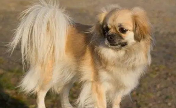 西藏猎犬怎么驱虫？这几点一定要注意