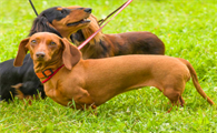 腊肠犬怀孕几个月生？这里有答案