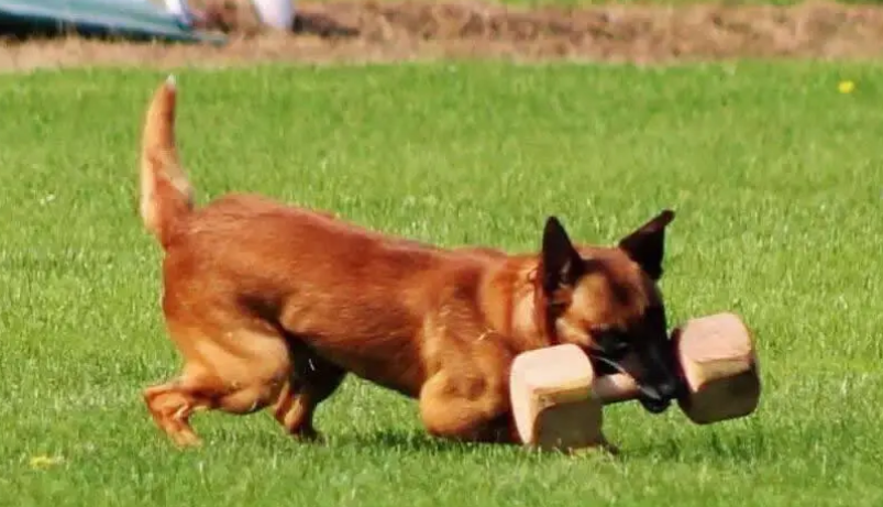 赵县哪里有犬舍