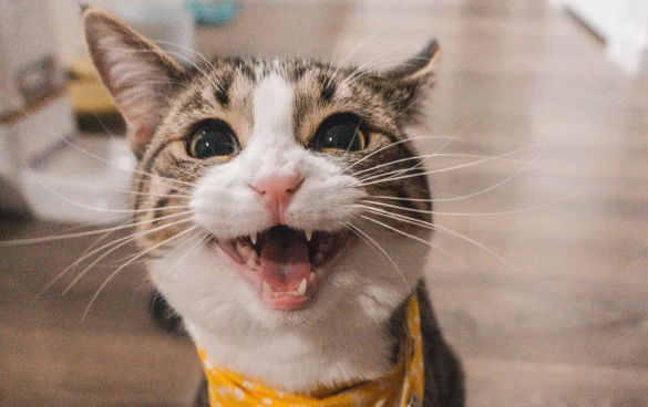 猫咪为什么不亲人了还叫个不停 猫咪为什么不亲人了还叫个不停