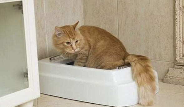 为什么冬天猫咪爱拉肚子呢
