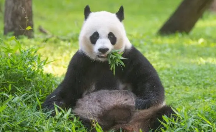 美香熊猫现在怎么样了