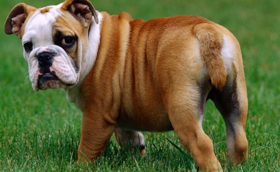 英国斗牛犬牙结石预防治疗方法？来看看