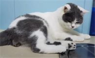 宠物猫走丢了会回来吗