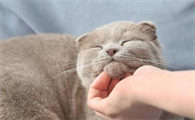 笨猫与聪明猫的区别