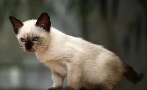 伯曼猫怎么养?看完,你就清楚了 伯曼猫怎么养?看完,你就清楚了