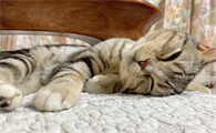 猫咪为什么喜欢歪头睡觉