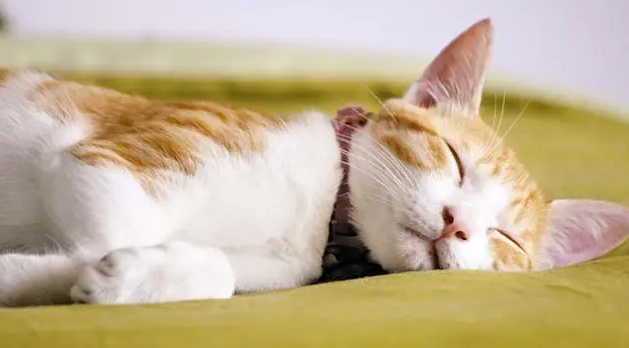猫咪为什么需要睡眠呢