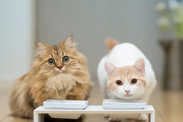 猫咪为什么喜欢吃花生米 猫咪为什么喜欢吃花生米