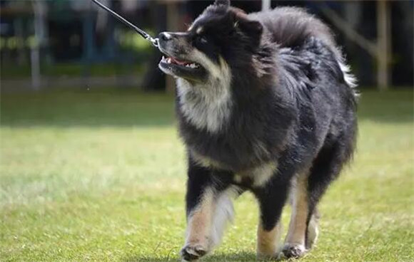 芬兰拉普猎犬拉肚子怎么办?治疗方法介绍 芬兰拉普猎犬拉肚子怎么办?治疗方法介绍