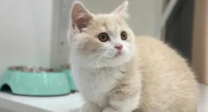 曼基康猫寿命一般多少年?请一定好好珍惜 曼基康猫寿命一般多少年?请一定好好珍惜