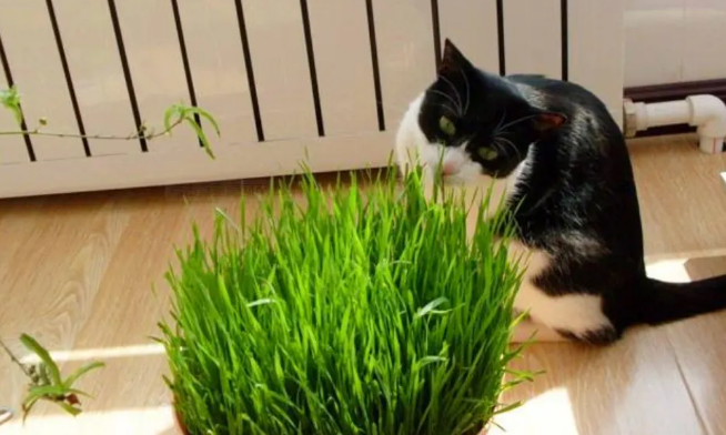 猫草是一直割一直长吗 猫草是一直割一直长吗