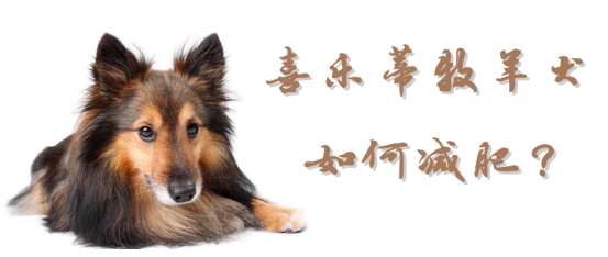 喜乐蒂牧羊犬如何减肥?这些方法可参考 喜乐蒂牧羊犬如何减肥?这些方法可参考