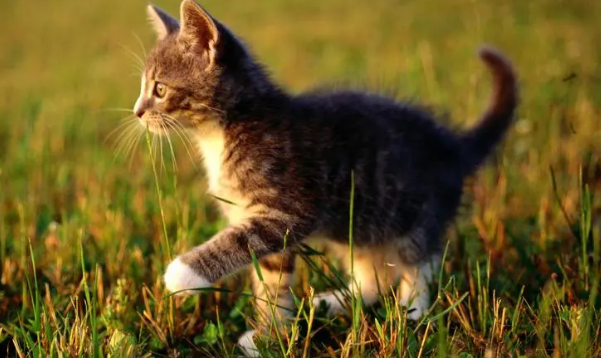 猫是极阳之物 猫是极阳之物
