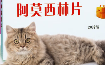 猫咪阿莫西林用量