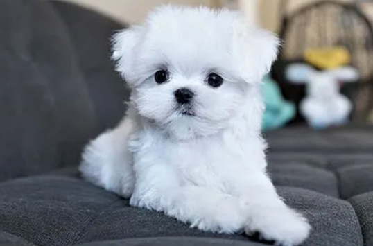 马尔济斯犬为什么不用遛?你了解过吗? 马尔济斯犬为什么不用遛?你了解过吗?