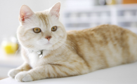 猫转世为人的相貌特点