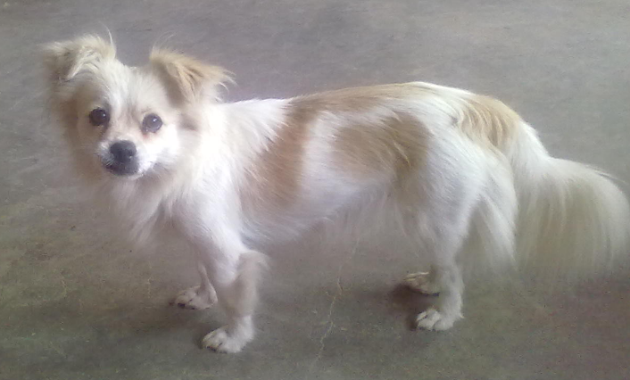 蝴蝶犬怎么分公母？主要是这三点