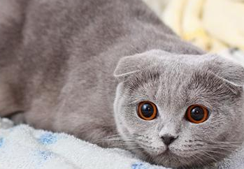 猫咪绝育后为什么狂躁不安