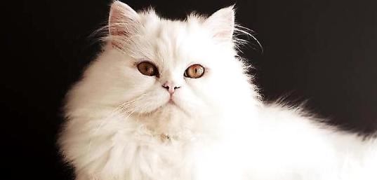 波斯猫孕期时间怎么计算?来看看 波斯猫孕期时间怎么计算?来看看