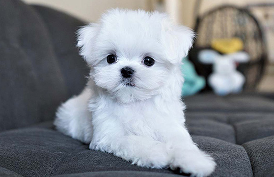 萌宠小知识：马尔济斯犬为什么有泪痕？