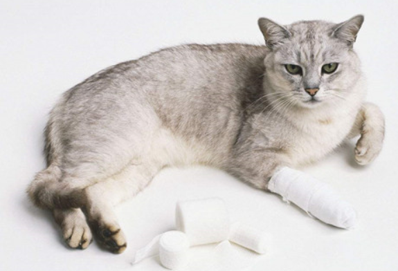猫太贱了所以才会有人虐猫 猫太贱了所以才会有人虐猫