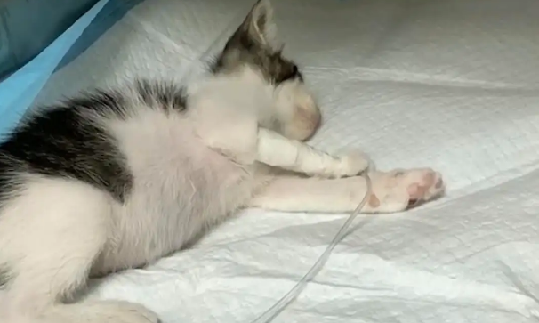 猫咪为什么会打吊瓶视频讲解 猫咪为什么会打吊瓶视频讲解