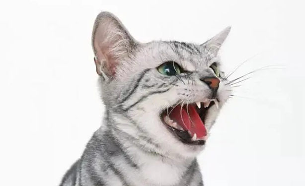 让猫变哑巴的土方法 让猫变哑巴的土方法