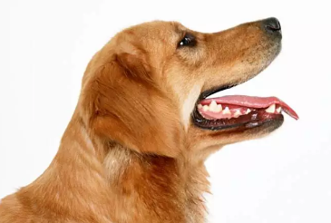 狂犬病症状会学狗叫吗