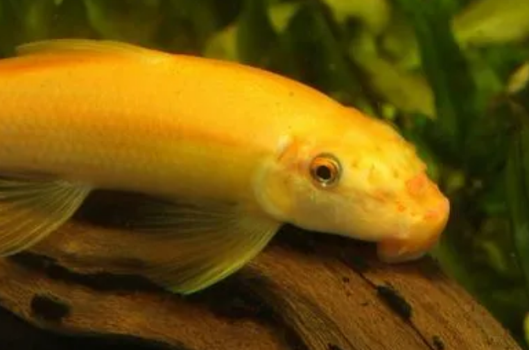 金苔鼠鱼吃什么食物?喂食什么才好? 金苔鼠鱼吃什么食物?喂食什么才好?