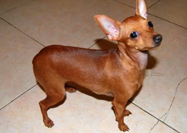 小鹿犬什么颜色的最贵?看看你家宠物在不在列? 小鹿犬什么颜色的最贵?看看你家宠物在不在列?