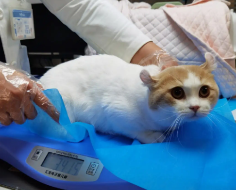 猫生病了可以治愈吗为什么呢