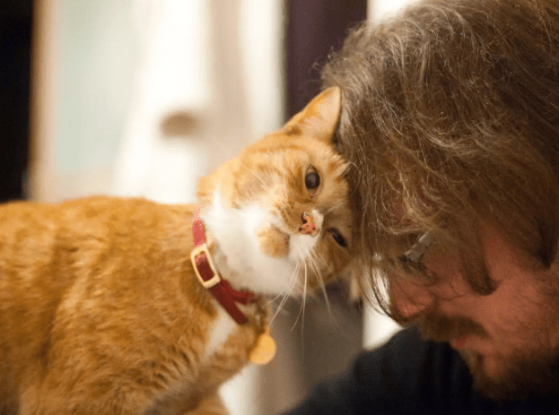 猫咪和主人很像视频大全