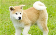 秋田犬母犬多高多重?你有没有了解过?