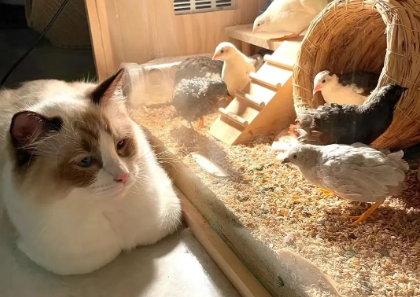 猫咪为什么跳鸡窝呢