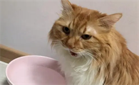 猫咪为什么会没胃口喝水呢