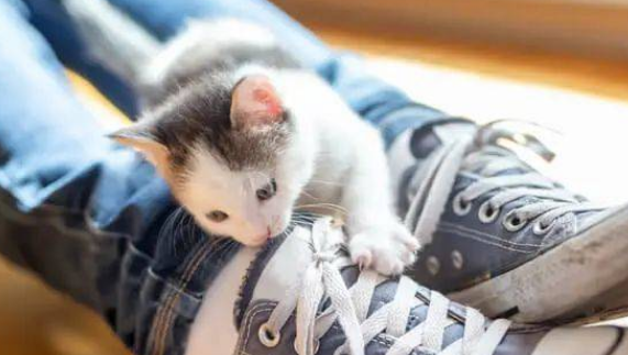 猫咪老是咬鞋带的原因是