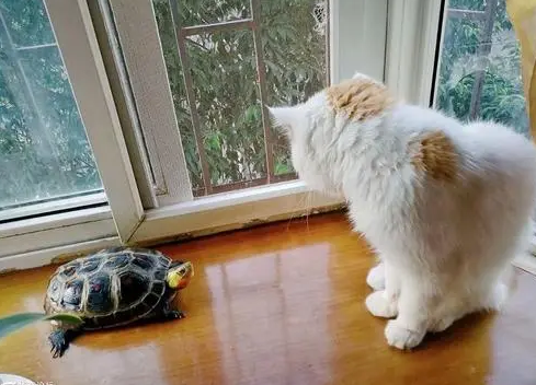 乌龟为什么叫猫咪 乌龟为什么叫猫咪
