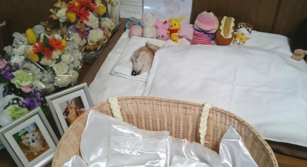 沈阳宠物殡葬哪家好