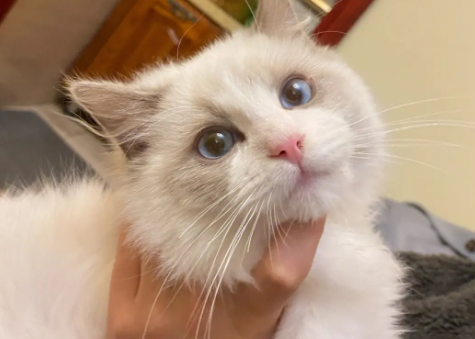 怎样让猫产生好感