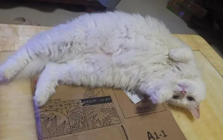 猫咪为什么掀肚皮的原因