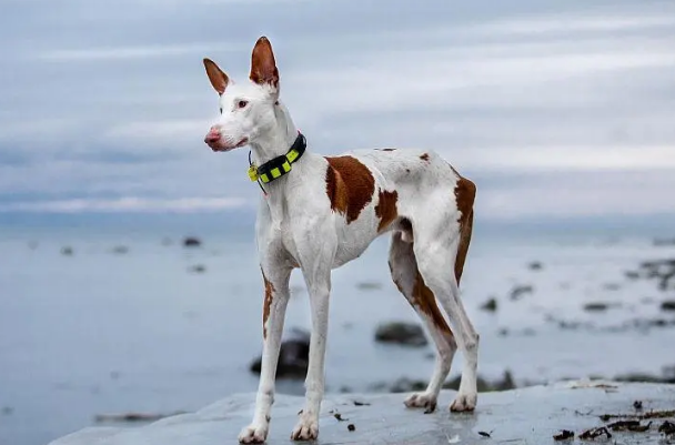 伊比赞猎犬拉稀怎么办？来这里了解下吧