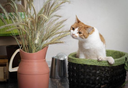猫最喜欢的植物 猫最喜欢的植物