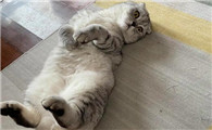 猫咪为什么喜欢仰着