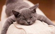 猫咪为什么发烧不退