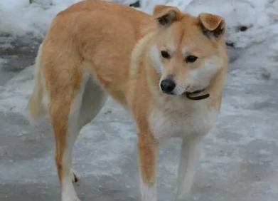中华田园犬的缺点，这篇文章有答案！