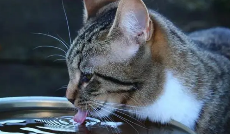 猫咪用舌头喝水的原因