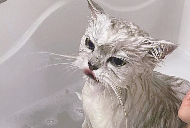 给猫洗澡用什么